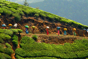 Assam Tea Estate